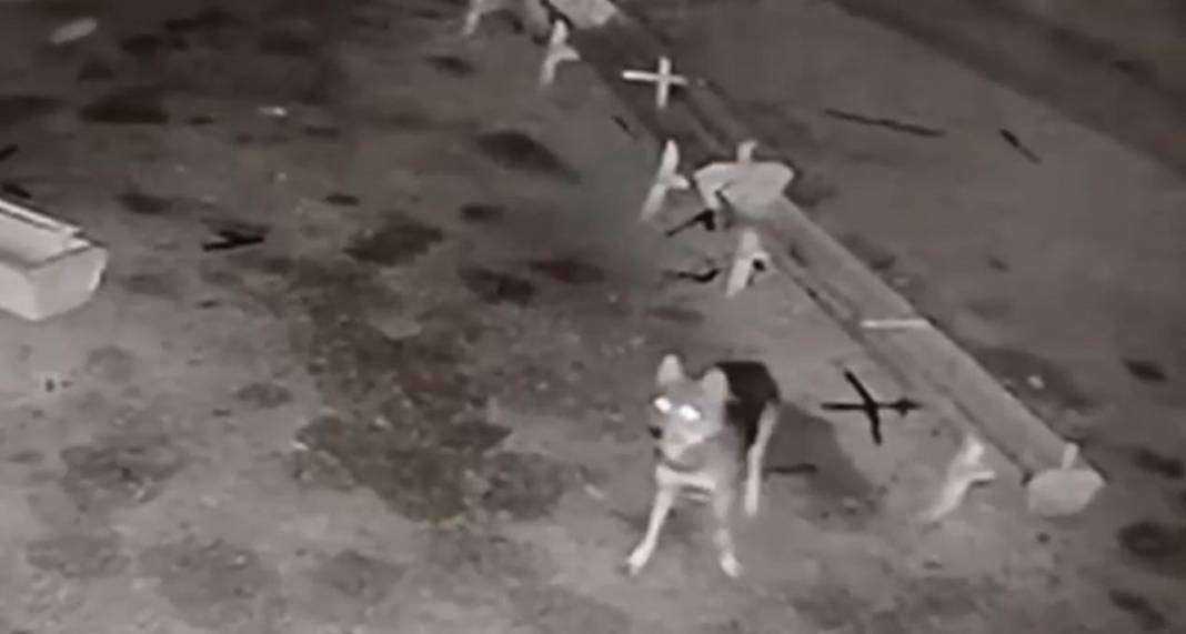 Konya'da ağıla giren kurtlar koyunları telef etti: Başıboş köpekler de boş durmadı! 2